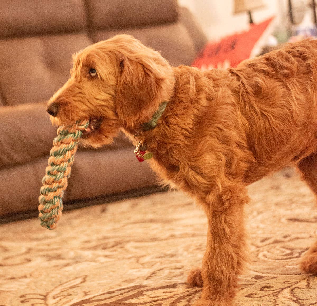 ThoozyPet Knotted Fetch Stick Rope Dog Toy Blue / Red 12.5"