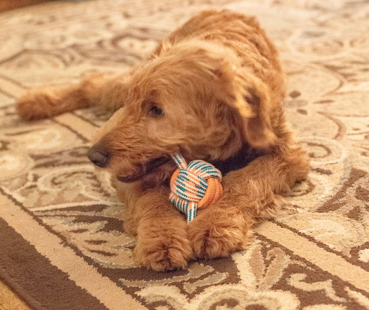ThoozyPet Figure 8 Knot Ball Rope Dog Toy Orange / Teal 11.5