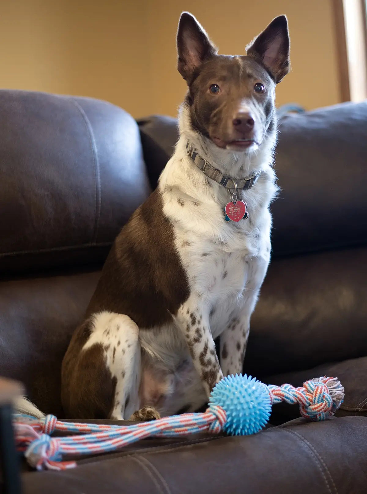 ThoozyPet Squid Tails Tug Rope Dog Toy w/TPR SpikeBallOrange