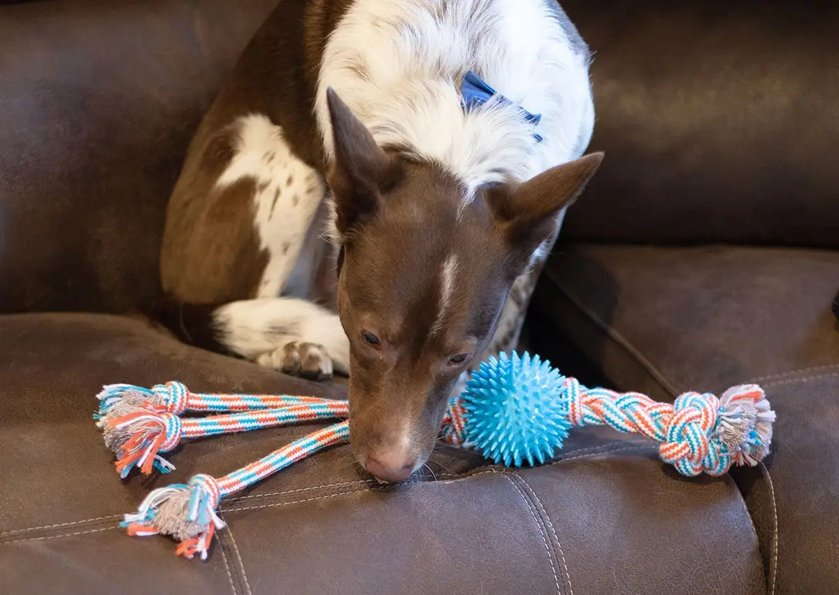 ThoozyPet Squid Tails Tug Rope Dog Toy w/TPR SpikeBallOrange