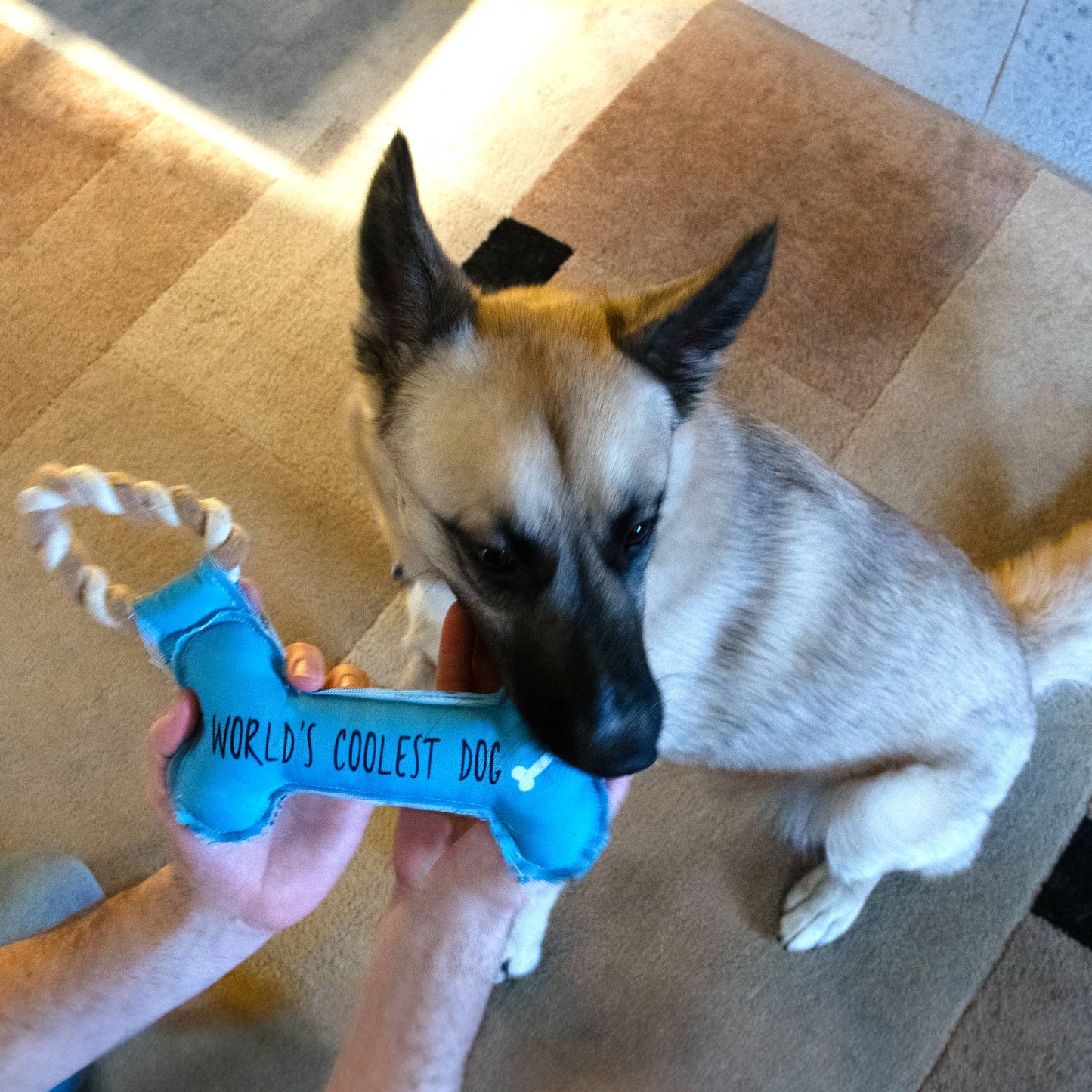 Coolest Dog - Canvas Dog Toy on a Rope